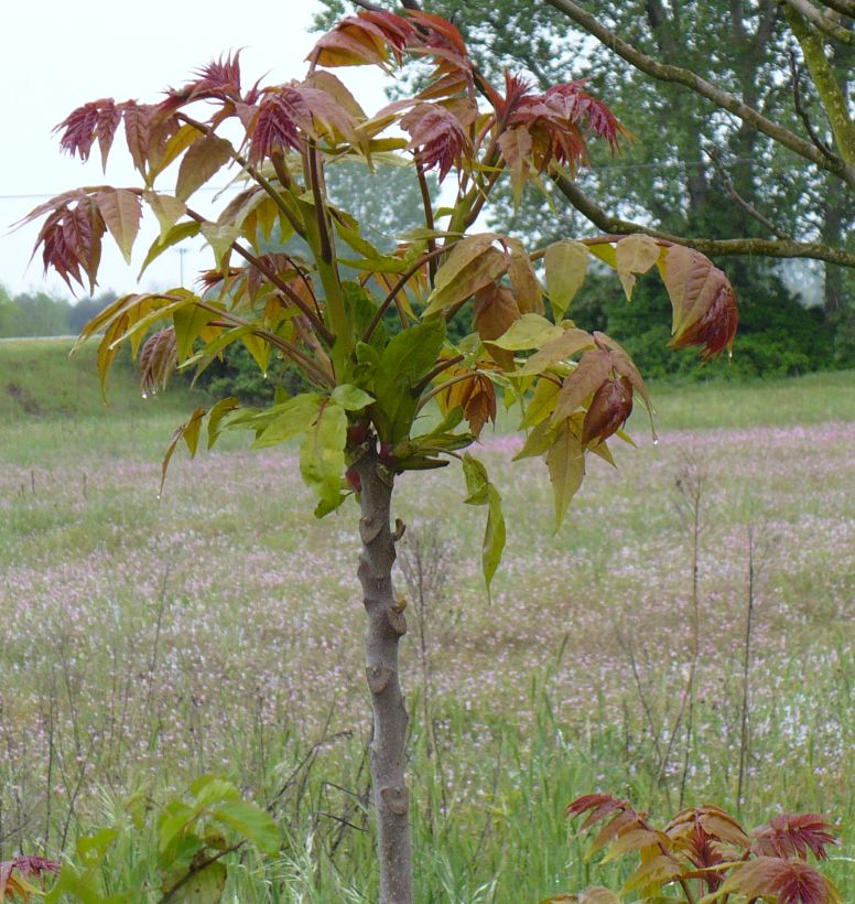 Ailanthus altissima